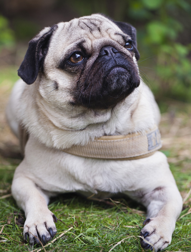 Pug Pug