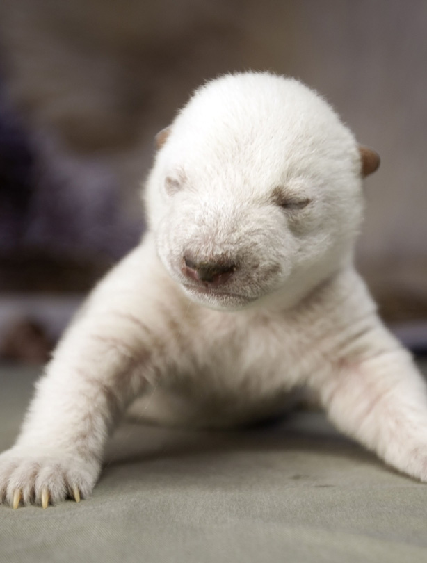 Polar bear Polar bear
