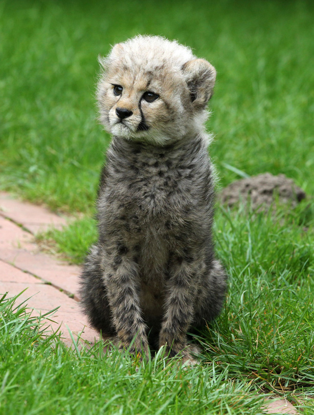 Cheetah Cheetah