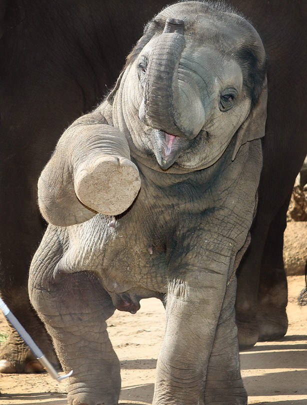 Elephant Elephant
