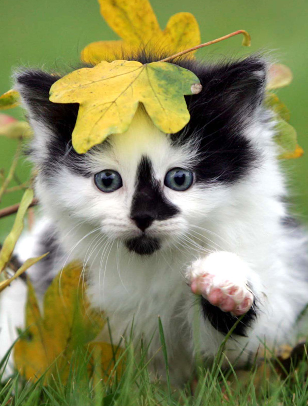 Cat Cat