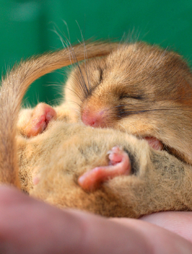 Dormouse Dormouse