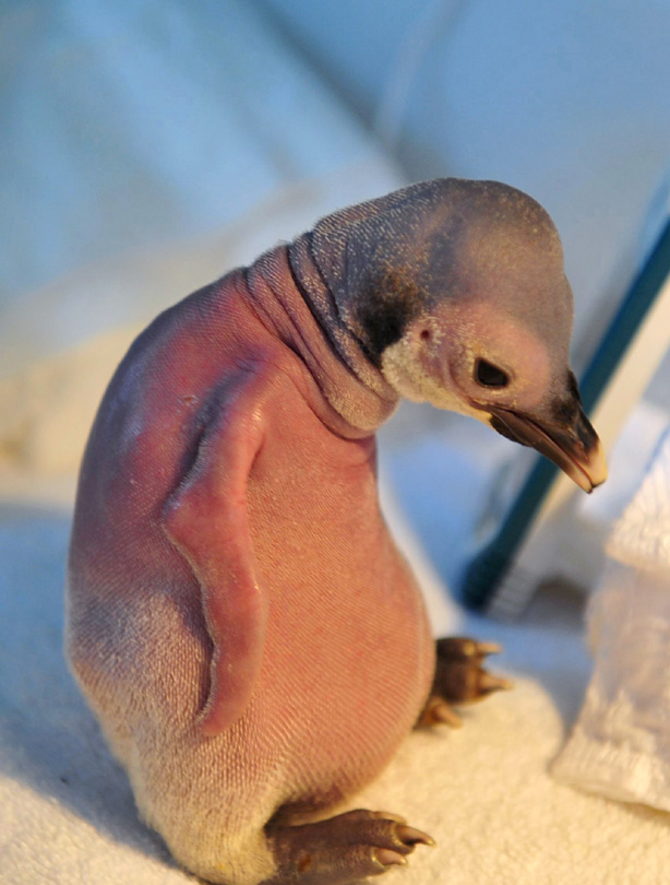 Penguin Penguin