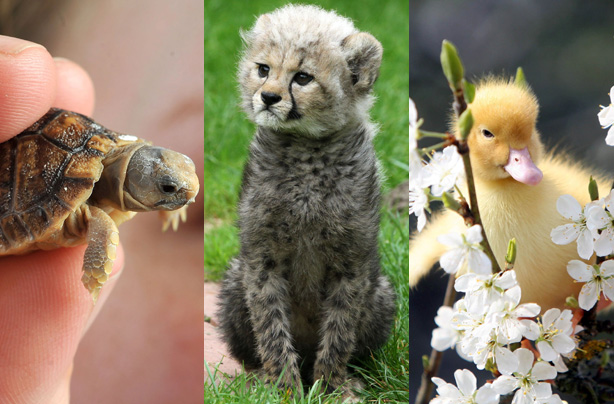 Cute animal pictures