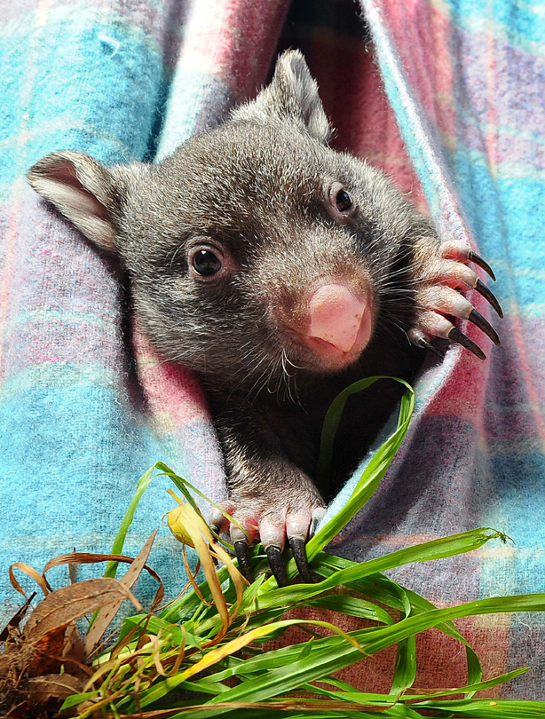 Wombat Cute
