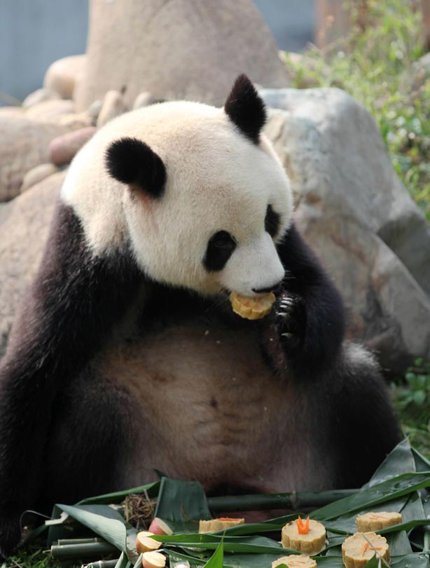 Panda Panda