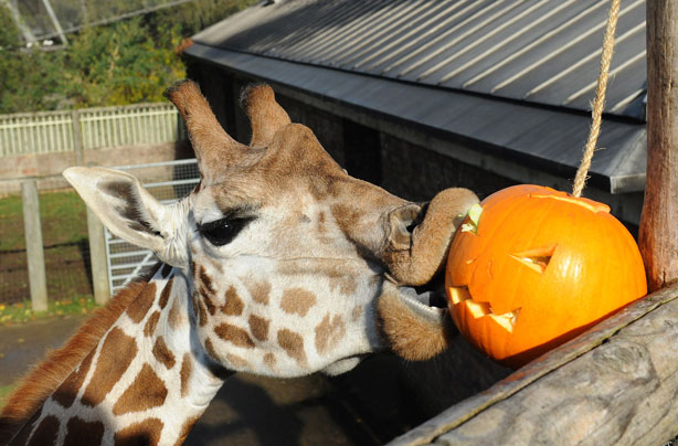 Giraffe enjoys a pumpkin treat Giraffe enjoys a pumpkin treat
