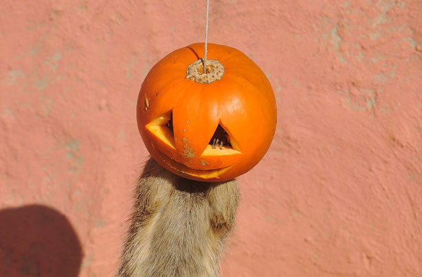 Meerkats playing with hanging pumpkin Meerkats playing with hanging pumpkin