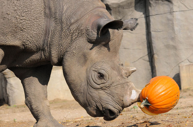 Rhino with pumpkin treat Rhino with pumpkin treat