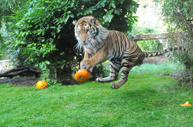 Sumatran Tiger enjoys a pumpkin treat Sumatran Tiger enjoys a pumpkin treat