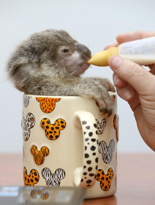 Koala bear Koala bear