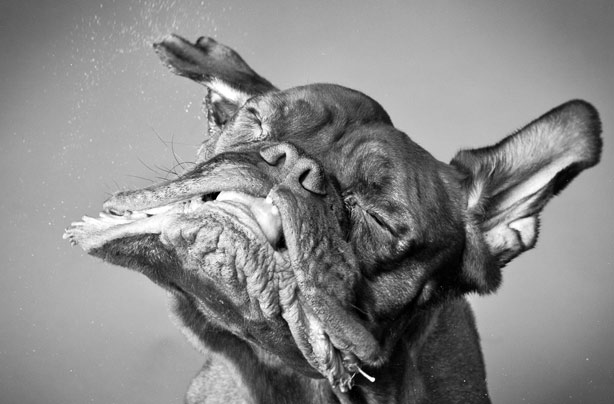Win a camera worth £599 with your pet pics