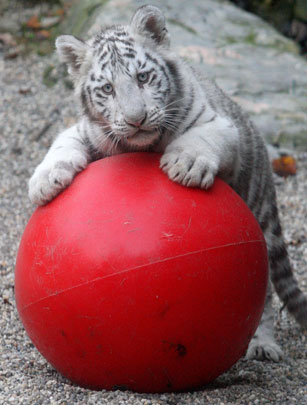 White tiger cub White tiger cub
