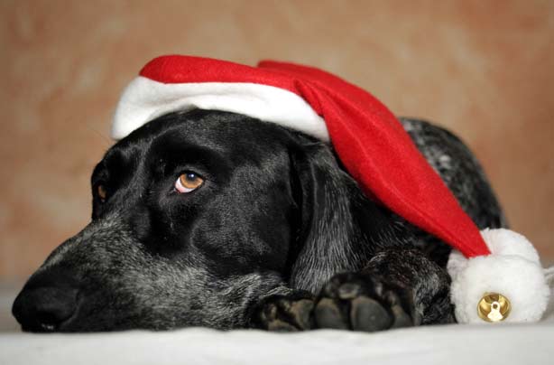 Christmas gifts for pets