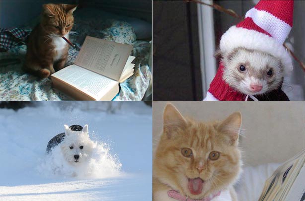 Funny pet pictures