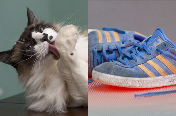 Cat litter as an odour neutraliser Cat litter as an odour neutraliser