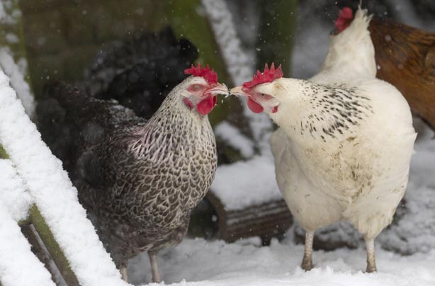 Chickens 'kissing' in the snow Chickens 'kissing' in the snow