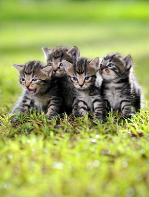 Rescued kittens Rescued kittens