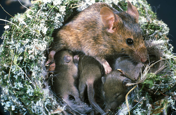 Mouse and Babies Mouse and Babies