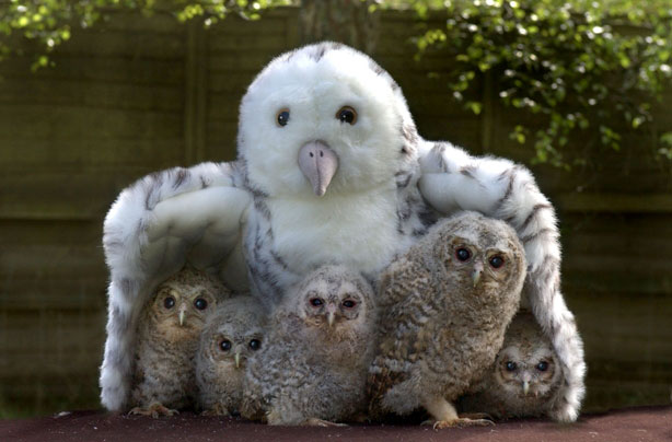 Toy Owl and Baby Owls Toy Owl and Baby Owls