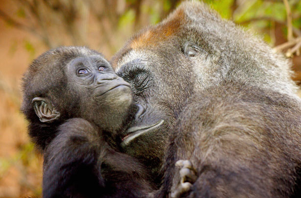Mum and Baby Gorilla Mum and Baby Gorilla