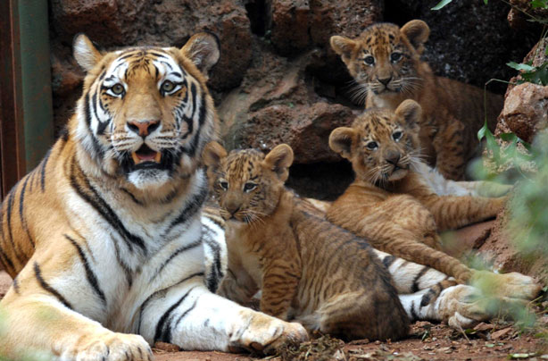 Mum and Liger Cubs Mum and Liger Cubs