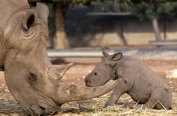 Mum and Baby Rhino Mum and Baby Rhino