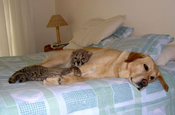 Dog and baby cheetah Dog and baby cheetah