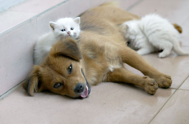 Dog and Kittens Dog and Kittens