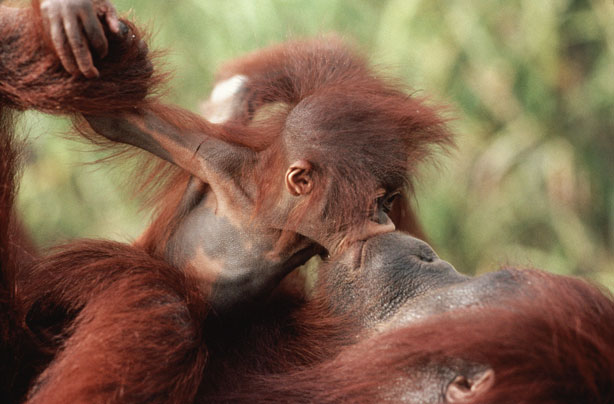 Mum and baby Orangutan Mum and baby Orangutan