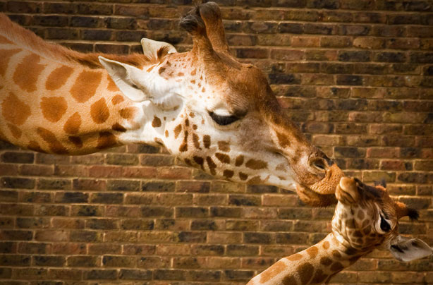 Mother's Day in the animal kingdom