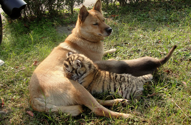 Dog and Tiger cub Dog and Tiger cub