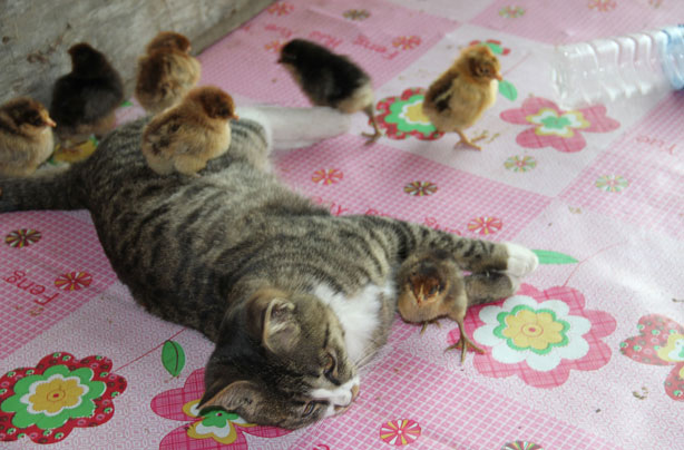 Cat with chicks Cat with chicks