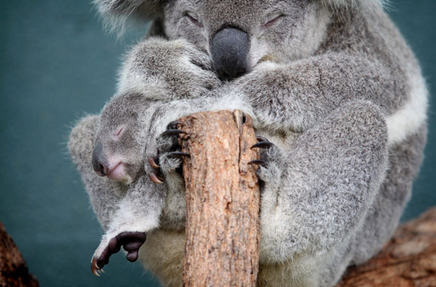 Koala and baby Koala and baby