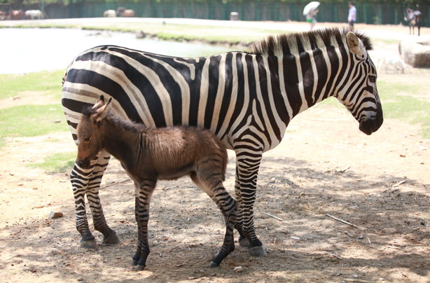 Mum and baby Donkra Mum and baby Donkra