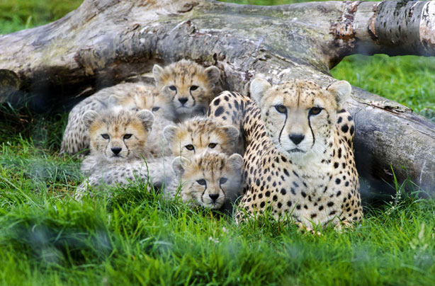 Cheetah and cubs Cheetah and cubs