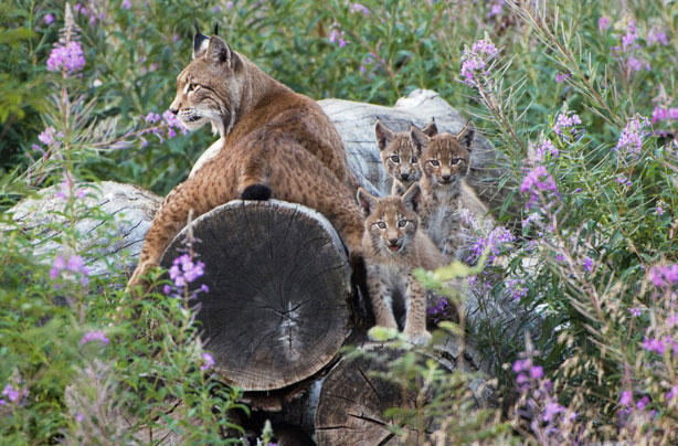 Lynx and her cubs Lynx and her cubs