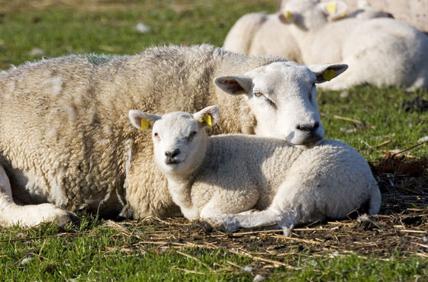 Mum and baby lamb Mum and baby lamb