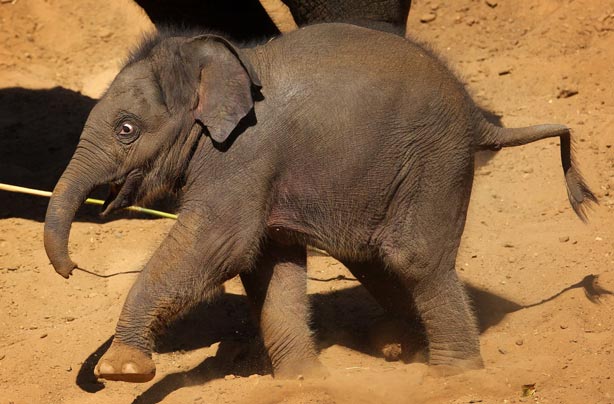 Orphaned-elephant.jpg