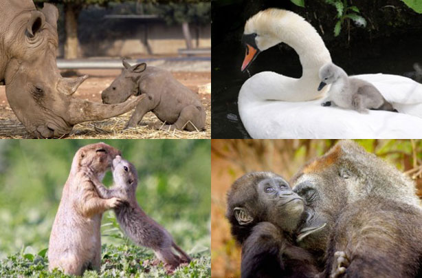 Mum and baby animals Mum and baby animals