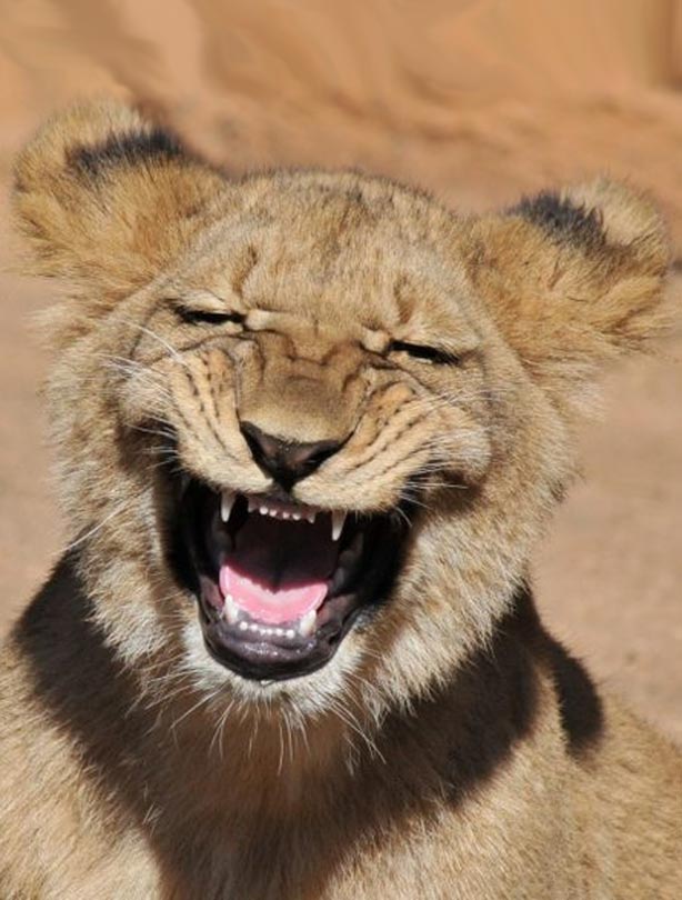 Lion Lion