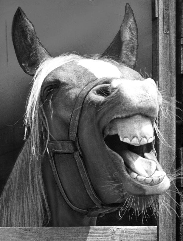 Horse Horse