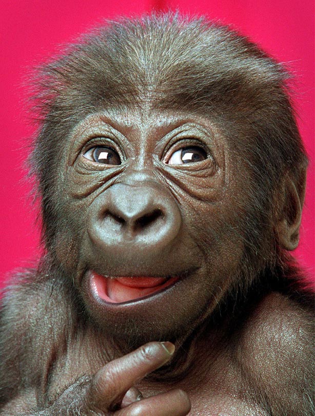 Baby gorilla Baby gorilla