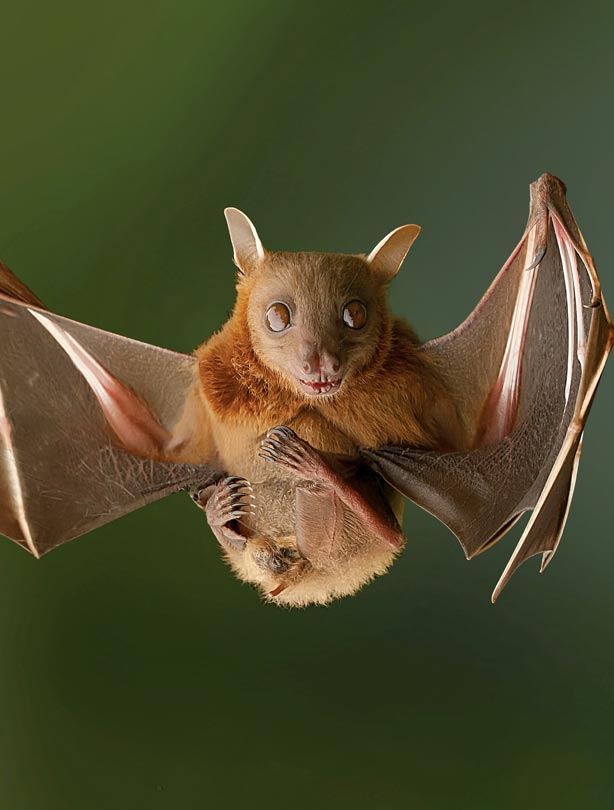 Bat Bat