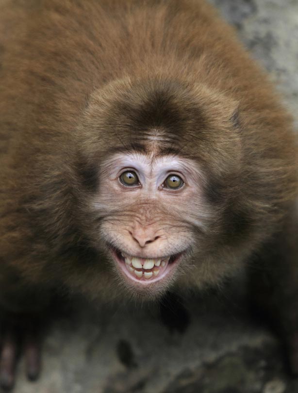 Monkey Monkey