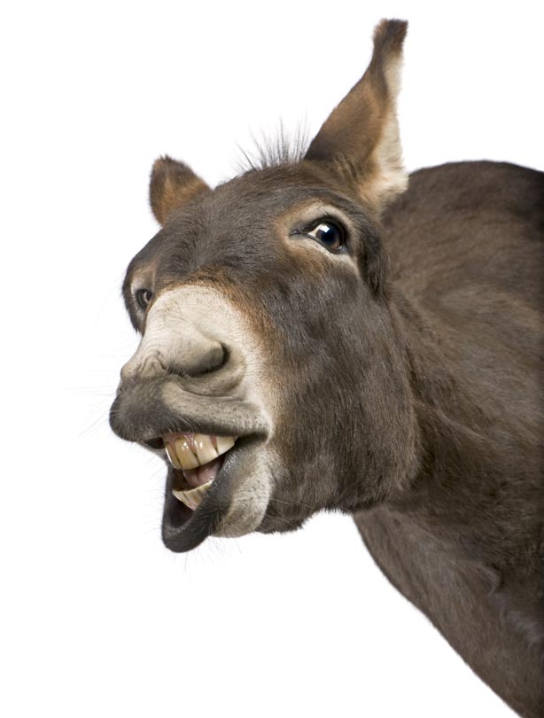 Donkey Donkey