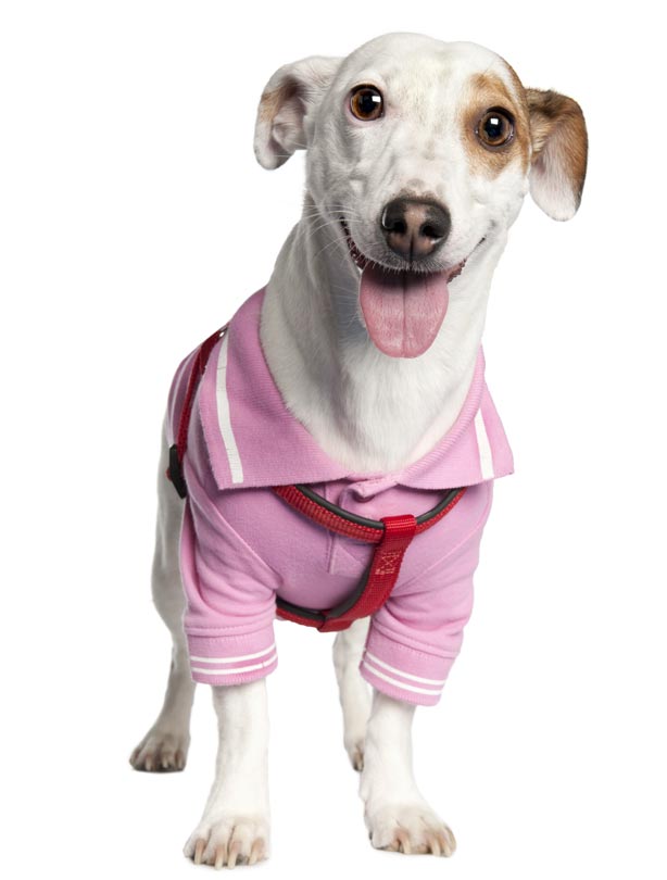 Dog: Jack Russell Dog: Jack Russell