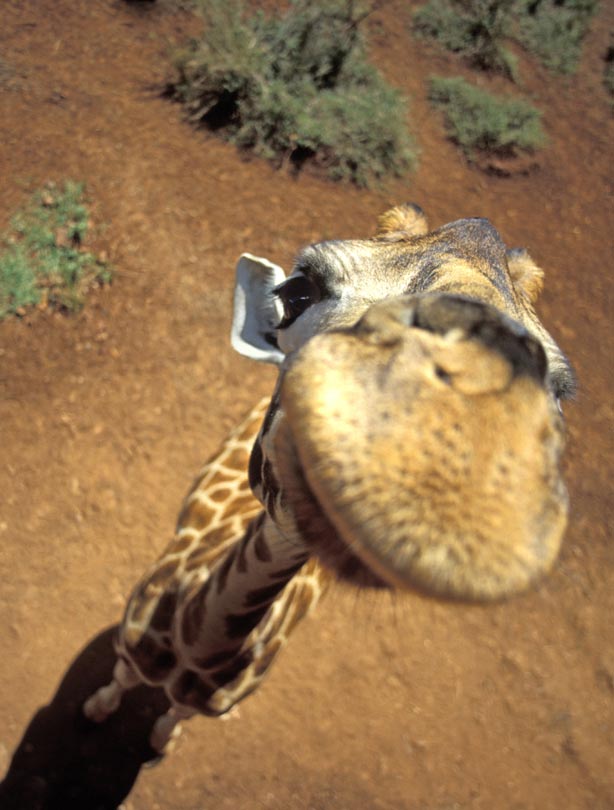 Giraffe Giraffe