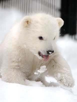 Polar bear cub Polar bear cub