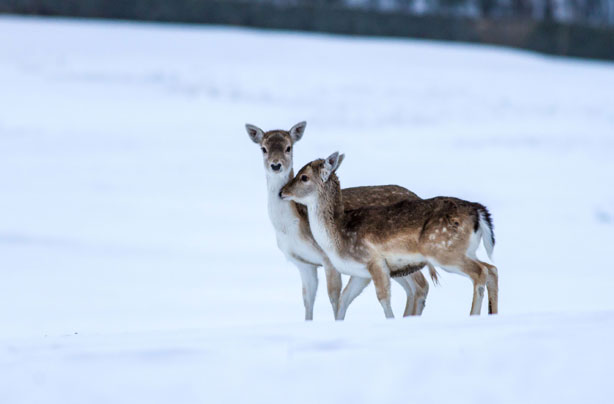 Deer in the snow Deer in the snow